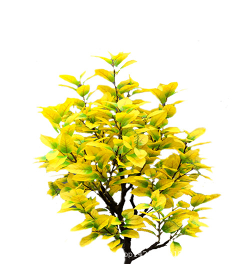 XRS-036 秋色梨树叶1 (2).jpg