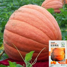 ���ϹϷN�Ӿ����Ϲ��ش�N��̫��ͥԺ�Ϲ��N�Ӵ��ﲥ�߲˷N���l
