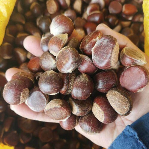 Guizhou alpine chestnut fragrant soft noodles fresh chestnuts beige meat oil chestnut sugar stir-fried chestnuts raw materials wholesale in whole box