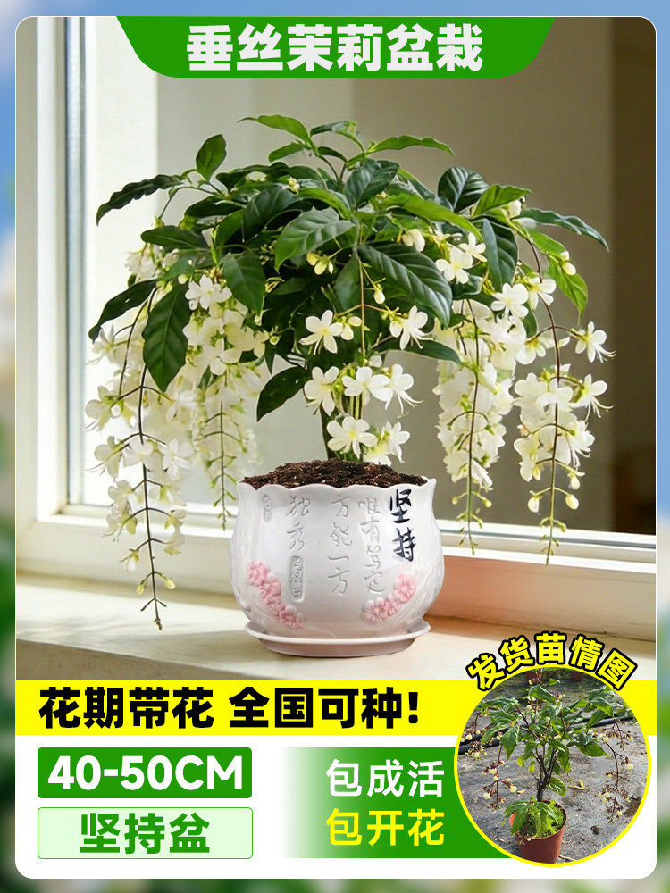 Flores de jazmín en maceta, flores de fragancia fina, fáciles de cultivar en interiores y exteriores, flores perennes ornamentales. image 15