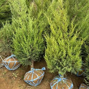 ���ص��� ��u �A�� �u�� ��Ĺ��ͥ�@�����ؘ�G���е����Ĵ���ľ