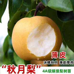 Grafted Qiuyue Pear Saplings, Thin-Skinned Pineapple, Rock Molasses Pear Saplings, North and South Courtyard Planting Fruit Saplings in the Same Year