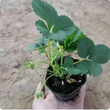 �ļ���ݮ�����Ԏ������Ͳ�ݮ����ʳ���ϱ���ͥԺ�̨�Nֲ����Y��