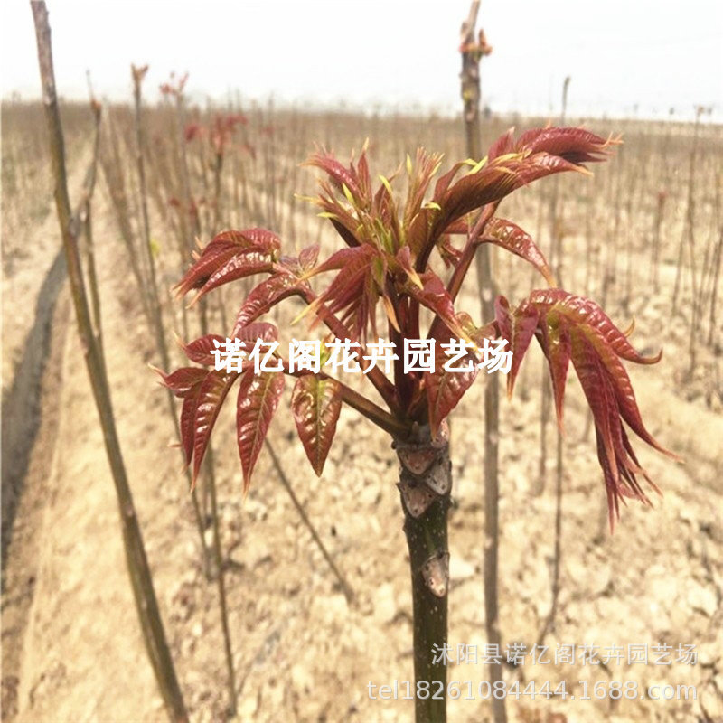 红油香椿苗绿油香椿树苗食用南方北方种植盆地栽大棚种植香椿芽苗