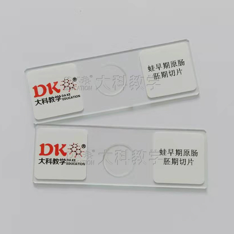 蛙早期原肠切片6