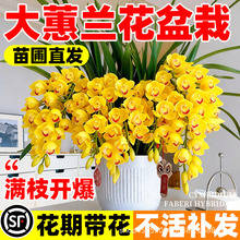 大花蕙兰盆栽带花苞四季常青绿植盆景客厅浓香型桌面好养年宵花卉