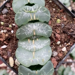 Bifeng Jade Fan Japanese Green Plant Potted Landscape Succulent Plant Greenhouse Wholesale Agave Cactus Twelve Rolls
