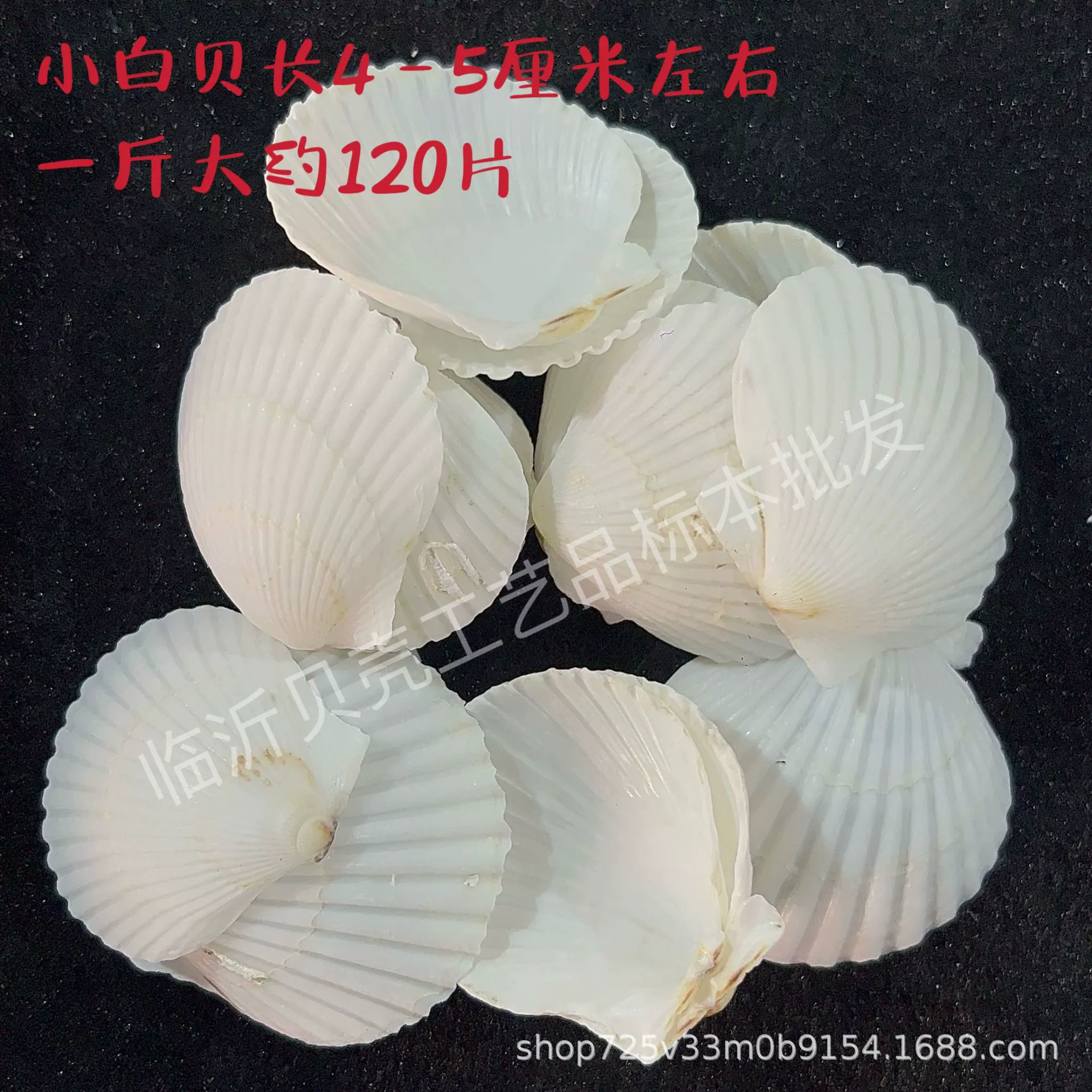 Shell Natural Shell Conch Stars Drifting Bottle Shell Crafts Wholesale Diy Handmade Shell Materials