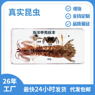 Insect World Real Marine Aquatic Specimen Ornaments School Teaching Enlightenment Children's Science Blind Box Marine Science