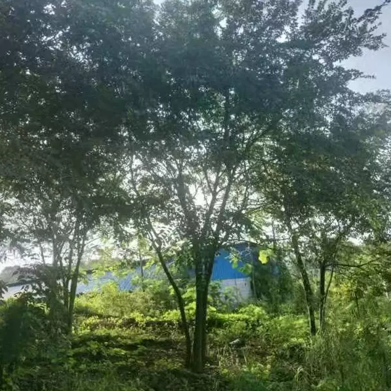 基地批发移栽乔木丛生朴树 优良丛生朴树景观树 园林绿化景观大树