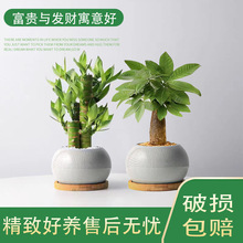 发财树富贵竹步步高好寓意桌面吸甲醛室内绿植高端盆栽办公室茶桌