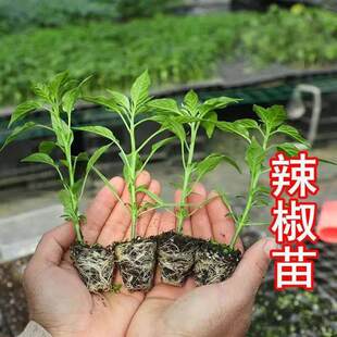 �ļ��������������콷���ྀ���𽷸��N�߮a�������߲�����������