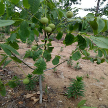 ������ֱ�N    Ʒ�N ����С�� ��Ƥ��������� ��������������l