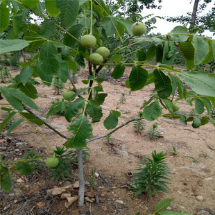 ������ֱ�N    Ʒ�N ����С�� ��Ƥ��������� ��������������l