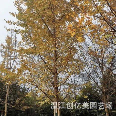 Сычуань гинкго дерево саженцы 20-23-26-28-32-33-38см гинкго Дерево Оптом