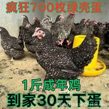 正宗芦花鸡纯种活苗脱温鸡苗半斤重一斤重家养土鸡苗笨鸡苗批发