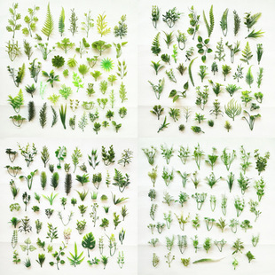 �ֹ���������ˮ�ݷ���ݷ��滨����Gֲ�b[�P�~�ӾG�~�Ƶ�