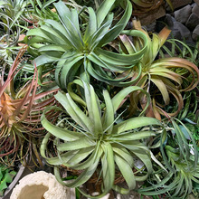 ��Ʒ���з���՚��P��ֲ����зצ�ݙ����b�����bS�����l