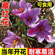 藏红花种球种子籽苗可食用番红花耐寒花卉西红花植物好养藏红花球