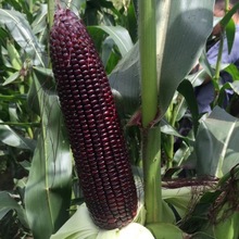 ��Ŵ���׷N����ŴƤ���ڰ��ȷN��ܛŴ�����Ѻ�����ճ����ֲ��N��