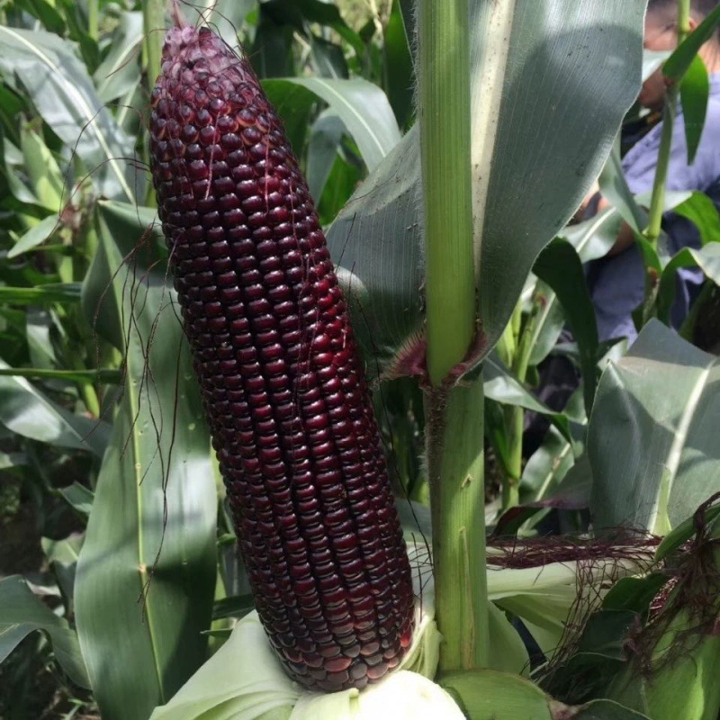 Черные Восковые Семена Кукурузы Сладкий Воск Тонкие Черные Бэйл Семена Зерна Мягкие Восковые Семена Кукурузы Черный Жемчуг Липкие Семена Кукурузы