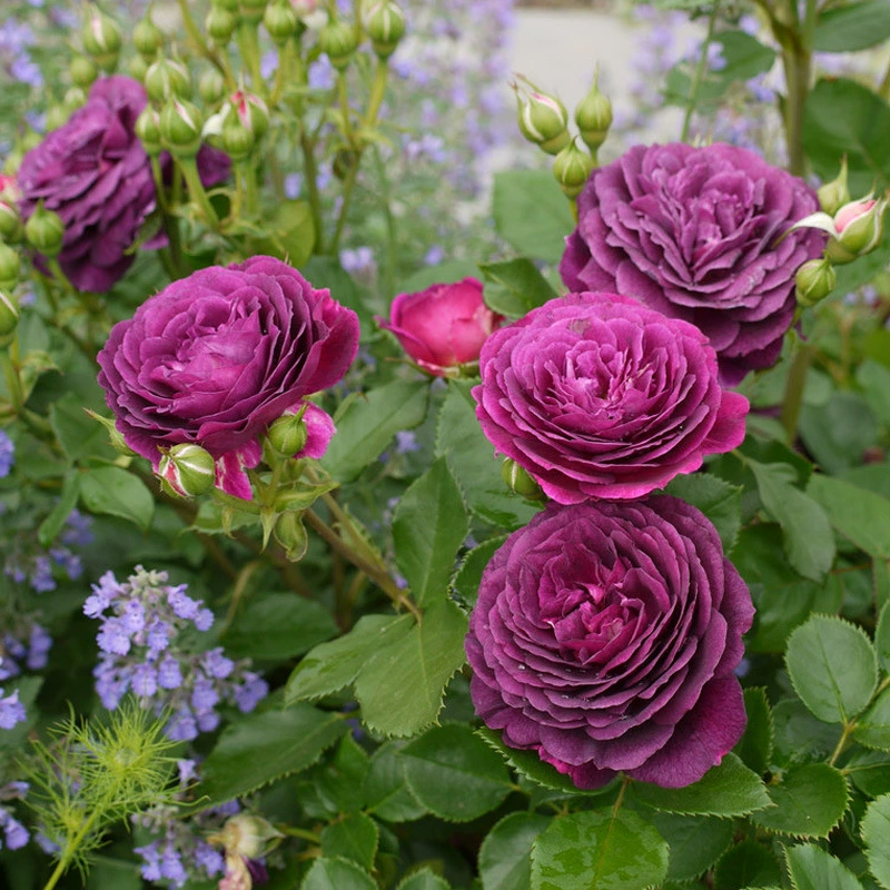 Дропшиппинг розовых роз с эффектом морского волнового звука, рассада для балкона, двора, ароматные розы для дома, цветы в горшках для всех сезонов