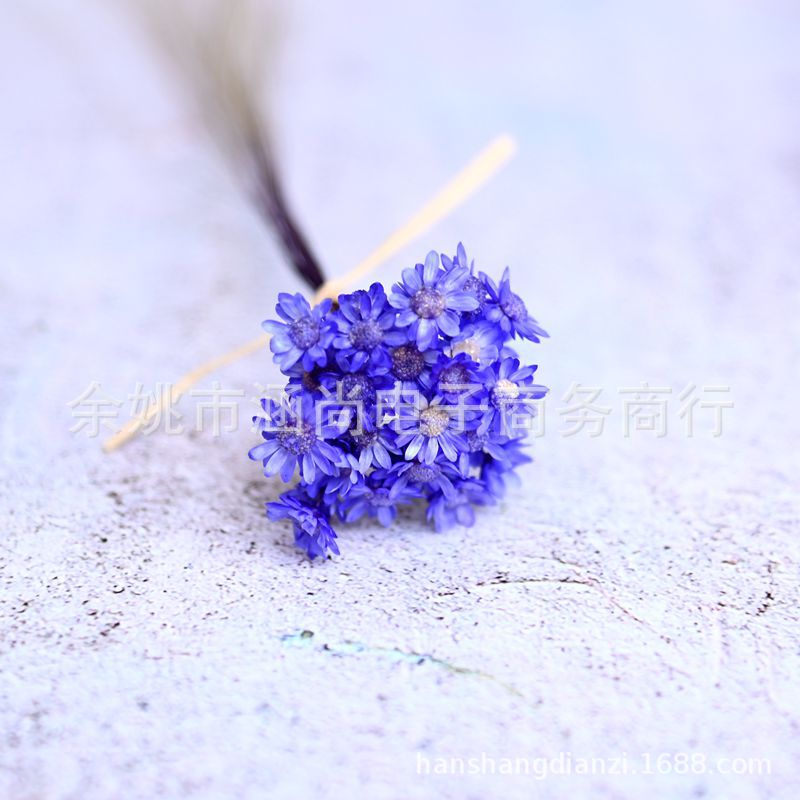 Mini Brasil estrella crisantemo accesorios de tiro flor seca Margarita pequeña flor estrella jalea lápiz labial bola de cristal flor DIY