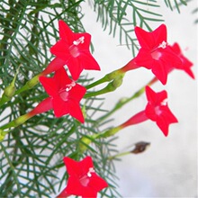 花种子花卉内花种籽四季子盆栽羽叶茑萝庭院攀援室外开花易活爬藤