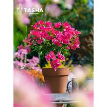 塔莎的花园三角梅盆栽带花苗开花卉云南紫红绿樱室内阳台植物