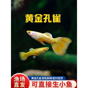 ��ȸ�~���N��ĸ��ֳ�M���̿�ħ���B�Ꭷ�~�~���^�p�~̥���~�R�a