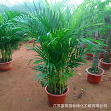 ��Gֲɢβ�� �Pβ�� �҃ȿ͏d���� �����~�������辰����ֲ��