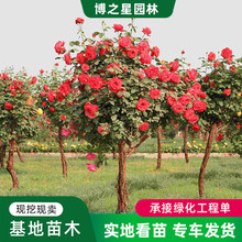 树桩月季树苗绿化苗木园林工程月季南北方种植树状大花月季花苗
