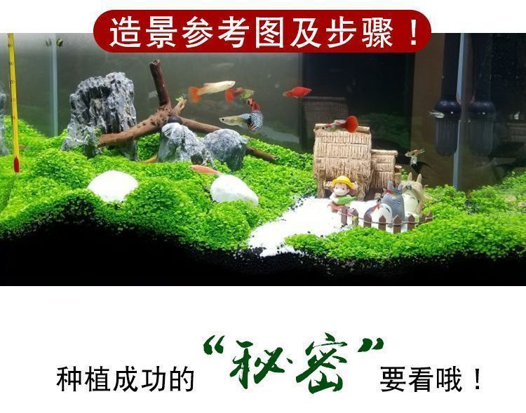 详情图