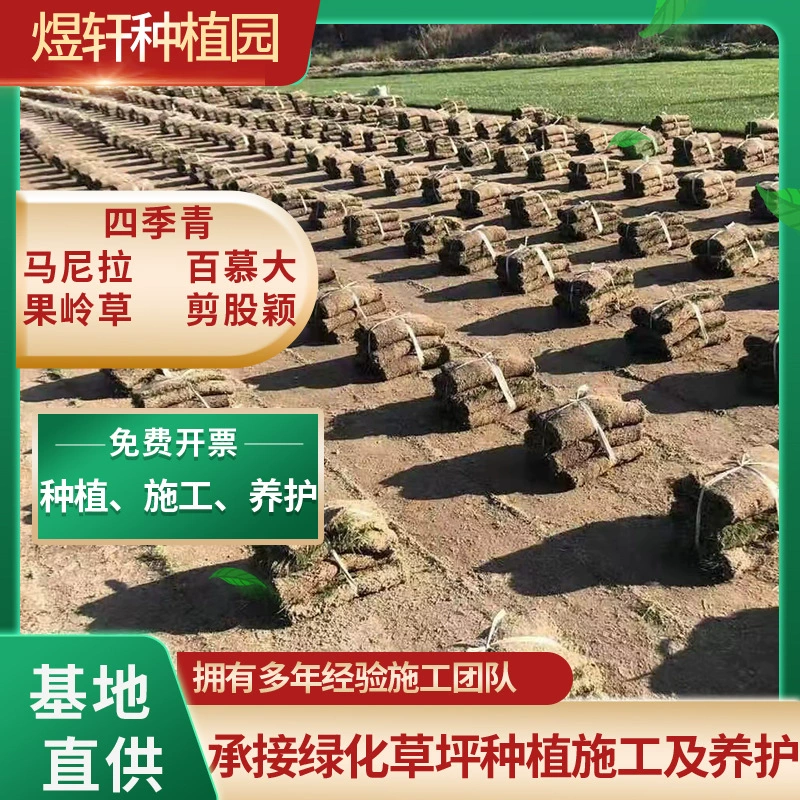 Гном Ophiopogon japonicus, морозостойкое ландшафтное озеленение двора, газонное растение, гном Ophiopogon japonicus, рассада Yulong grass