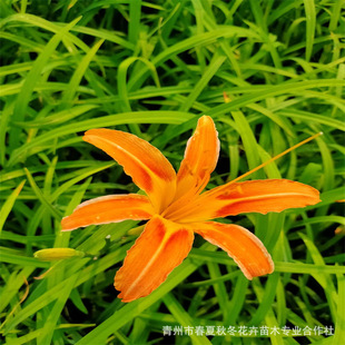 �Sɫ��������ݻ����������n����������ͺ�ͥԺ���@�ر�ֲ��