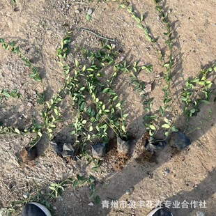 ���l���� С�~������ �o�����~���ļ����G ��������ֲ�������lì