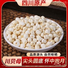 四川原色贝母川贝粒干中药材无硫四川阿坝贝母川贝母粉500g克批发