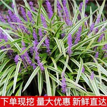 金边麦冬草苗别墅庭院草坪绿化地被草花耐阴阔叶麦冬草耐寒吉祥草