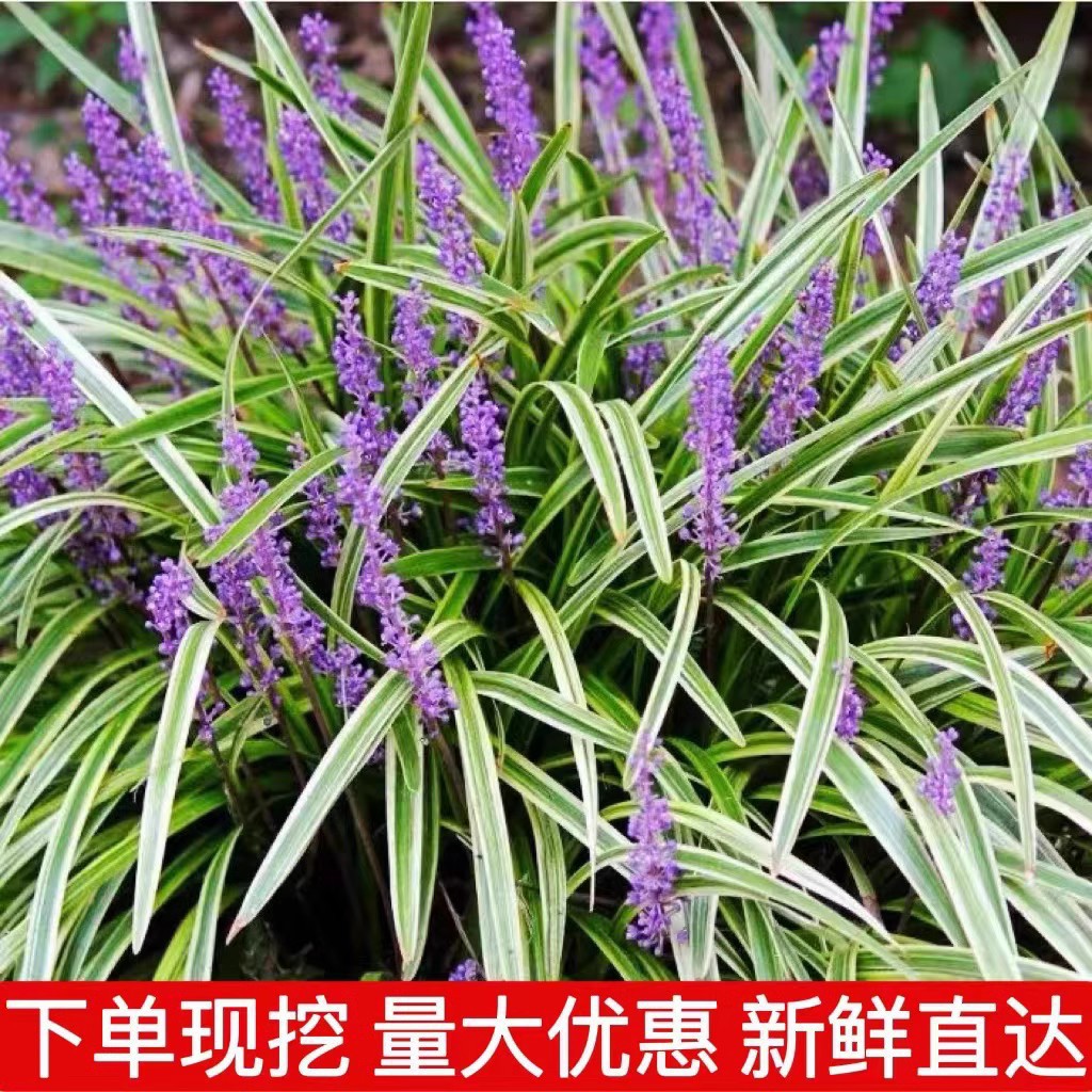 金边麦冬草苗别墅庭院草坪绿化地被草花耐阴阔叶麦冬草耐寒吉祥草