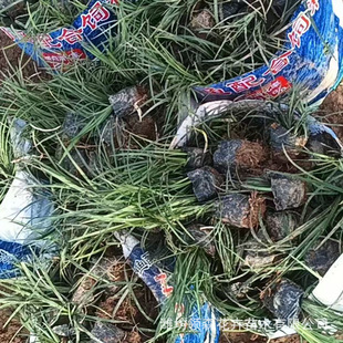 Ophiopogon Japonicus Fine-Leafed Ophiopogon Japonicus Wholesale Fine-Leafed Ophiopogon Japonicus Dwarf Ophiopogon Japonicus Qingzhou Greening Cultivation Large Quantity Discount