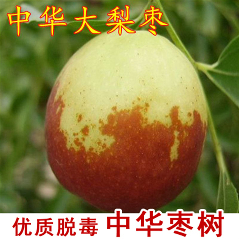 油蟠粹枣二代蟠枣蟠一号树苗南北方盆栽地栽甜脆多汁新品种蟠枣苗