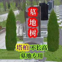 زLuͺļLĹֲ؂Ȱر؎