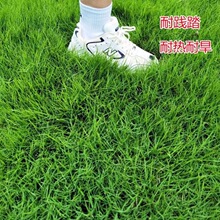 �����ļ������ƺ�N���o�¹����G����������Ľ�����é������Ƥ��