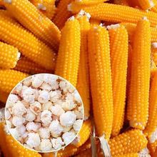 爆花玉米种子专用球形高产抗病早熟爆裂玉米种子春季庭院大田种Z