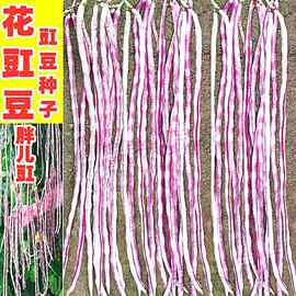 花豇豆种子胖儿豇江豆种籽长豆角种籽架豆四川春秋季田园蔬菜种孑