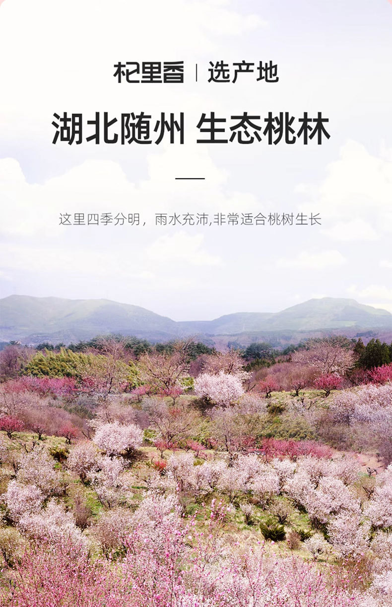 Peach Gum Dried Resin 50g Hand Refined Tao Jiao for Soup and Dessert key features
