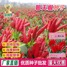 蔬菜种子