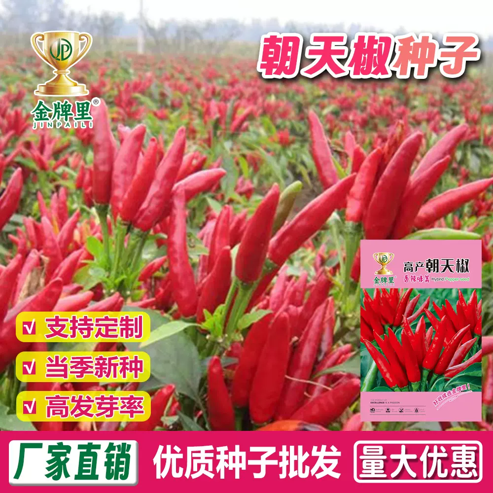朝天椒种子辣椒种子辣椒籽红辣椒种子四季盆栽菜种植食用朝天椒籽