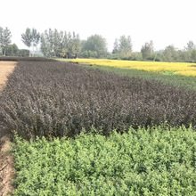 基地批发 金叶水蜡苗 紫叶水蜡苗 绿化苗木色块苗品种规格齐全
