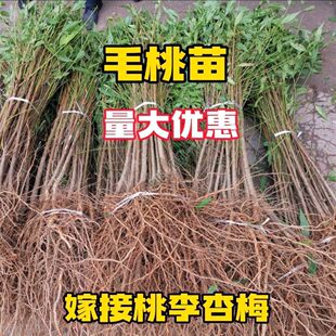 �F�����ӌ�����ë�Ҙ������lҰ��ë����ľ���Ҙ����ȫֱ������]